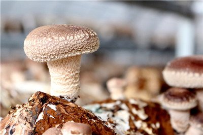 古田县日鑫食用菌研究所